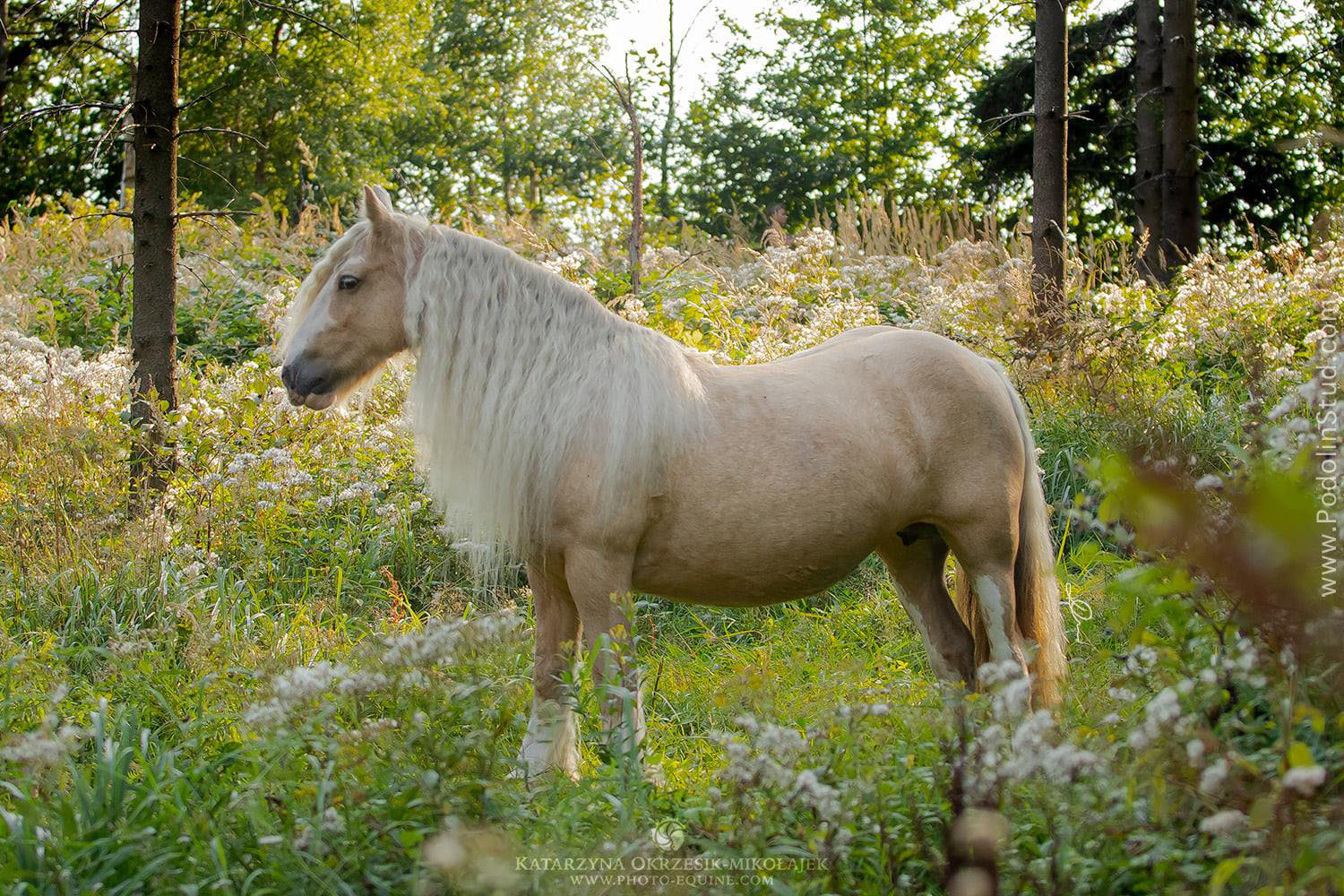 Coates Yellow Girl - Palomino Gypsy Cob Mare